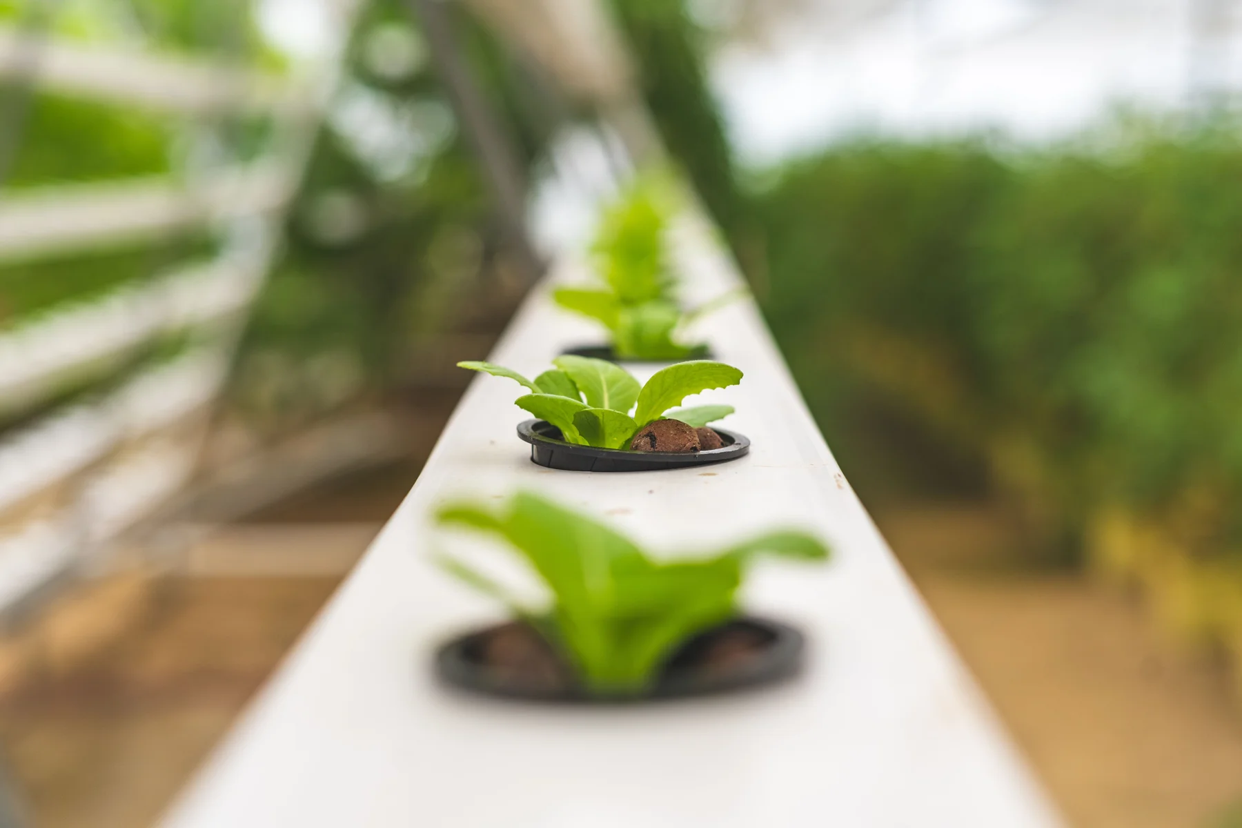 Lettuce seedlings growing in net pots along a hydroponic channel.