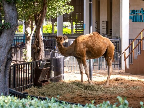 A camel at Umm Al Emarat Park’s Animal Barn.