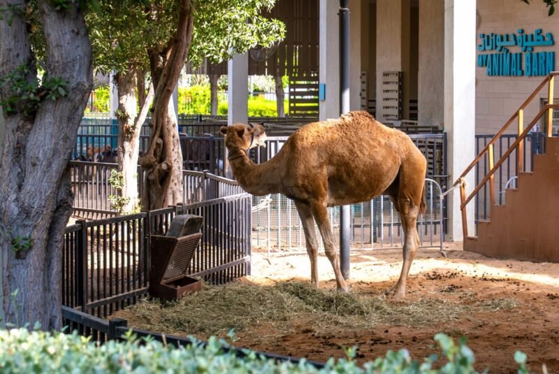 Umm Al Emarat Park’s October 2026 Markets, Films and Community Events