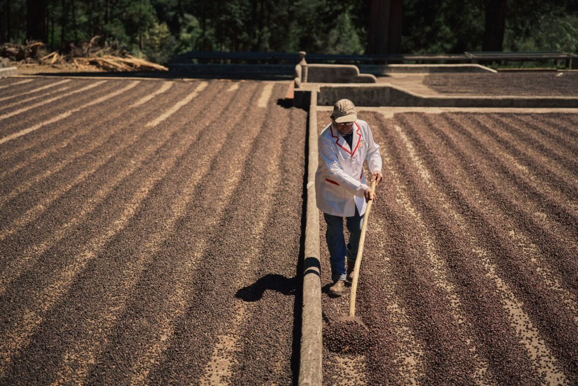 Coffee being worked across drying patios in Costa Rica, photographed for Bacha Coffee’s Journeys to the Source series.