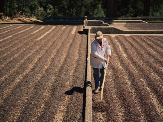 Coffee being worked across drying patios in Costa Rica, photographed for Bacha Coffee’s Journeys to the Source series.