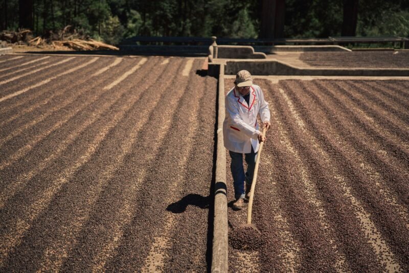 Coffee Farming and Forest Conservation at Costa Rica’s Volcán Azul