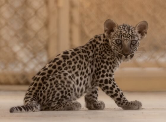 An Arabian leopard cub at the Arabian Leopard Breeding Centre in Taif, photographed in August 2026.