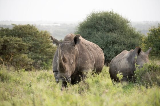 White rhinos in a photograph supplied with Anantara’s Victoria Falls conservation announcement.