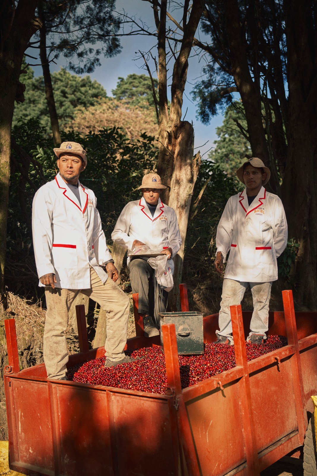 Coffee workers beside a container of harvested red cherries