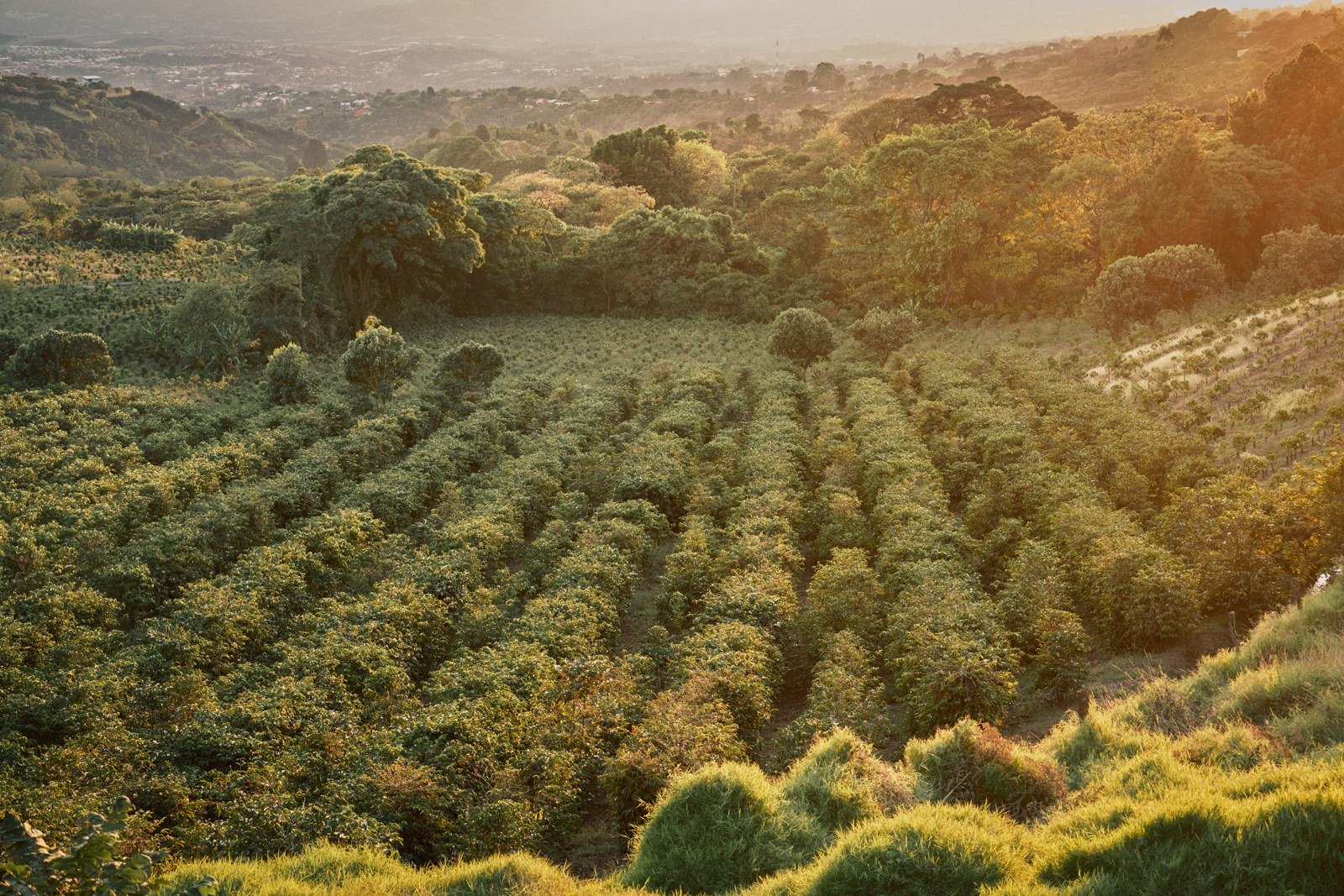 Coffee plantation and trees in Costa Rica’s Grecia region