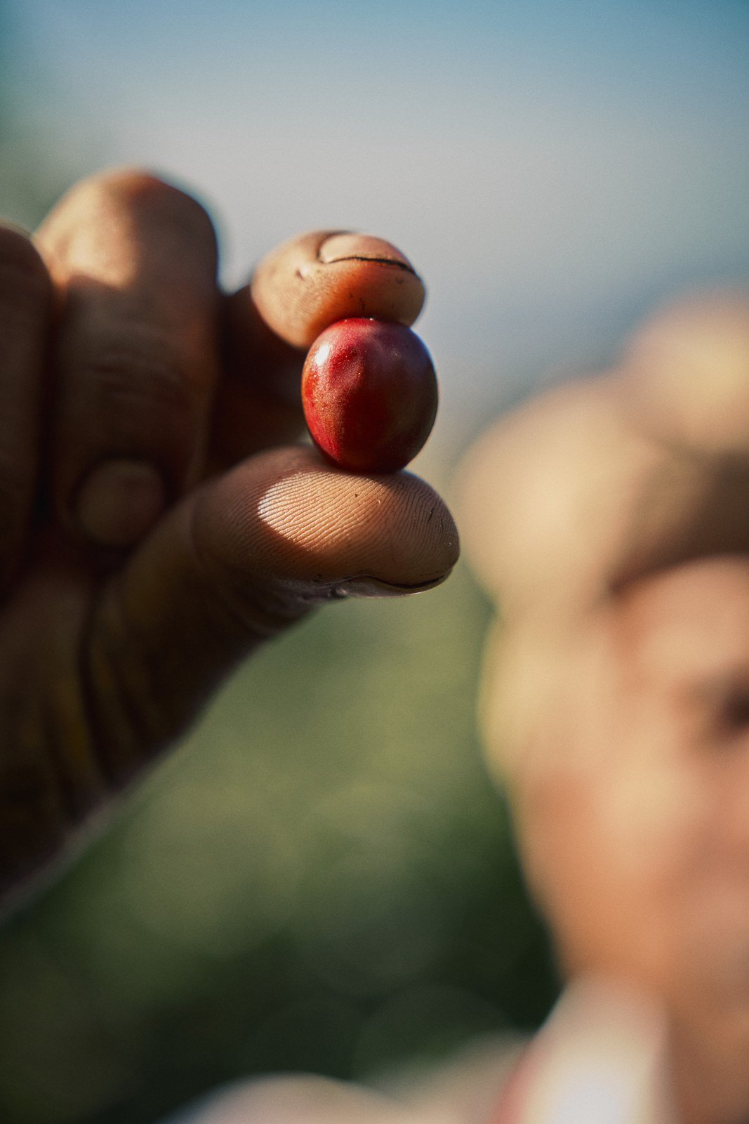A freshly picked red coffee cherry held between fingers